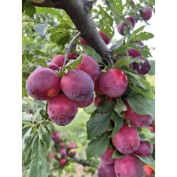 Scion de pluot / hybride Prumix™ Délice de Crimée cultivé dans le Tarn - résistant aux maladies - compatible Agriculture Bio