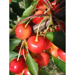 Scion de Griottier Reine Hortense cultivé dans le Tarn - résistant aux maladies - compatible Agriculture Bio