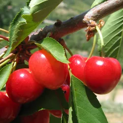 Scion de Griottier Reine Hortense cultivé dans le Tarn - résistant aux maladies - compatible Agriculture Bio