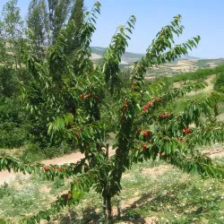 Scion de Griottier Reine Hortense cultivé dans le Tarn - résistant aux maladies - compatible Agriculture Bio