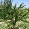 Scion de Griottier Reine Hortense cultivé dans le Tarn - résistant aux maladies - compatible Agriculture Bio