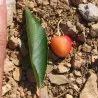 Scion de Griottier Reine Hortense cultivé dans le Tarn - résistant aux maladies - compatible Agriculture Bio