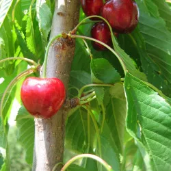 Scion de Cerisier Reverchon cultivé dans le Tarn - résistant aux maladies - compatible Agriculture Bio