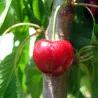 Scion de Cerisier Reverchon cultivé dans le Tarn - résistant aux maladies - compatible Agriculture Bio