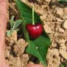 Scion de Cerisier Reverchon cultivé dans le Tarn - résistant aux maladies - compatible Agriculture Bio
