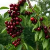 Scion de Cerisier Summit cultivé dans le Tarn - résistant aux maladies - compatible Agriculture Bio