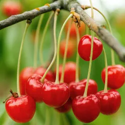 Scion de Guignier Xapata cultivé dans le Tarn - résistant aux maladies - compatible Agriculture Bio