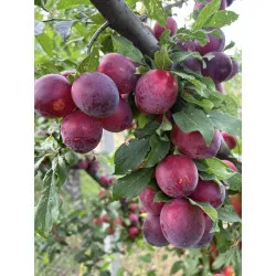 Scion de pluot / hybride Prumix™ Délice de Crimée cultivé dans le Tarn - résistant aux maladies - compatible Agriculture Bio