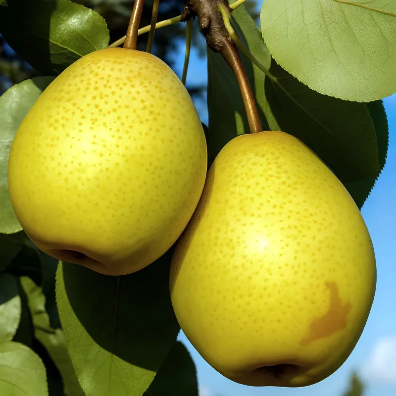 Scion de Nashi Benita cultivé dans le Tarn - résistant aux maladies - compatible Agriculture Bio
