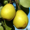 Scion de Nashi Benita cultivé dans le Tarn - résistant aux maladies - compatible Agriculture Bio
