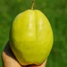 Scion de Nashi Early Shu cultivé dans le Tarn - résistant aux maladies - compatible Agriculture Bio