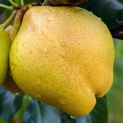 Scion de Nashi Early Shu cultivé dans le Tarn - résistant aux maladies - compatible Agriculture Bio