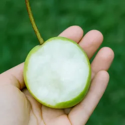 Scion de Nashi Korla Fragrant cultivé dans le Tarn - résistant aux maladies - compatible Agriculture Bio