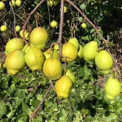 Scion de Nashi Korla Fragrant cultivé dans le Tarn - résistant aux maladies - compatible Agriculture Bio