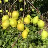 Scion de Nashi Korla Fragrant cultivé dans le Tarn - résistant aux maladies - compatible Agriculture Bio