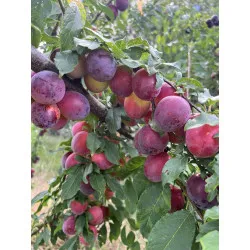 Scion de pluot / hybride Prumix™ Délice de Crimée cultivé dans le Tarn - résistant aux maladies - compatible Agriculture Bio