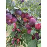 Scion de pluot / hybride Prumix™ Délice de Crimée cultivé dans le Tarn - résistant aux maladies - compatible Agriculture Bio