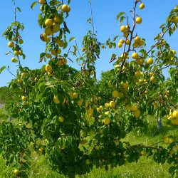 Scion de Nashi New World cultivé dans le Tarn - résistant aux maladies - compatible Agriculture Bio
