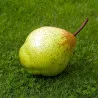 Scion de Nashi New World cultivé dans le Tarn - résistant aux maladies - compatible Agriculture Bio