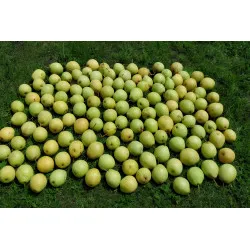 Scion de Nashi New World cultivé dans le Tarn - résistant aux maladies - compatible Agriculture Bio