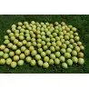 Scion de Nashi New World cultivé dans le Tarn - résistant aux maladies - compatible Agriculture Bio