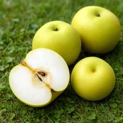 Scion de Nashi Yakumo cultivé dans le Tarn - résistant aux maladies - compatible Agriculture Bio