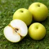 Scion de Nashi Yakumo cultivé dans le Tarn - résistant aux maladies - compatible Agriculture Bio