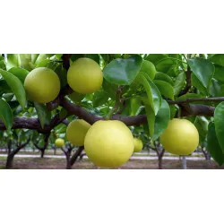 Scion de Nashi Yakumo cultivé dans le Tarn - résistant aux maladies - compatible Agriculture Bio