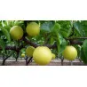 Scion de Nashi Yakumo cultivé dans le Tarn - résistant aux maladies - compatible Agriculture Bio