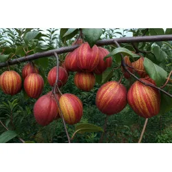 Scion de Nashi Yu Hong cultivé dans le Tarn - résistant aux maladies - compatible Agriculture Bio