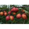 Scion de Nashi Yu Hong cultivé dans le Tarn - résistant aux maladies - compatible Agriculture Bio