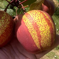 Scion de Nashi Yu Hong cultivé dans le Tarn - résistant aux maladies - compatible Agriculture Bio