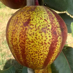 Scion de Nashi Yu Hong cultivé dans le Tarn - résistant aux maladies - compatible Agriculture Bio