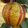 Scion de Nashi Yu Hong cultivé dans le Tarn - résistant aux maladies - compatible Agriculture Bio
