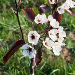 Scion de Nashi Yu Hong cultivé dans le Tarn - résistant aux maladies - compatible Agriculture Bio