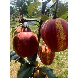 Scion de Nashi Yu Hong cultivé dans le Tarn - résistant aux maladies - compatible Agriculture Bio