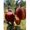 Scion de Nashi Yu Hong cultivé dans le Tarn - résistant aux maladies - compatible Agriculture Bio