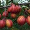 Scion de Nashi Yu Hong cultivé dans le Tarn - résistant aux maladies - compatible Agriculture Bio