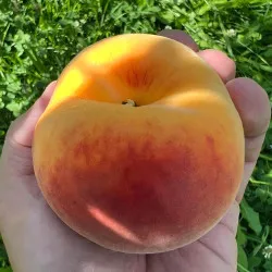 Scion de Pavie Honeysun cultivé dans le Tarn - Résistant à la cloque - compatible Agriculture Biologique