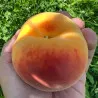 Scion de Pavie Honeysun cultivé dans le Tarn - Résistant à la cloque - compatible Agriculture Biologique