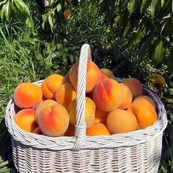 Scion de Pavie Honeysun cultivé dans le Tarn - Résistant à la cloque - compatible Agriculture Biologique