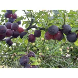 Scion de pluot / hybride Prumix™ Délice de Crimée cultivé dans le Tarn - résistant aux maladies - compatible Agriculture Bio