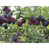 Scion de pluot / hybride Prumix™ Délice de Crimée cultivé dans le Tarn - résistant aux maladies - compatible Agriculture Bio