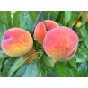 Scion de Pavie Honeysun cultivé dans le Tarn - Résistant à la cloque - compatible Agriculture Biologique