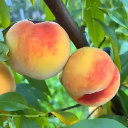 Scion de Pavie Honeysun cultivé dans le Tarn - Résistant à la cloque - compatible Agriculture Biologique