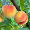 Scion de Pavie Honeysun cultivé dans le Tarn - Résistant à la cloque - compatible Agriculture Biologique