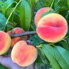Scion de Pavie Honeysun cultivé dans le Tarn - Résistant à la cloque - compatible Agriculture Biologique