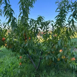 Scion de Pavie Honeysun cultivé dans le Tarn - Résistant à la cloque - compatible Agriculture Biologique