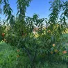 Scion de Pavie Honeysun cultivé dans le Tarn - Résistant à la cloque - compatible Agriculture Biologique