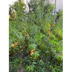 Scion de Pavie Honeysun cultivé dans le Tarn - Résistant à la cloque - compatible Agriculture Biologique